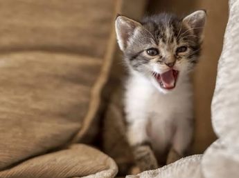 Los veterinarios expertos coinciden: los gatos que maúllan por la noche no es por miedo ni tristeza, sino que están aburridos y necesitan más actividad 