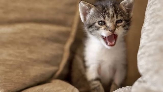 Los veterinarios expertos coinciden: los gatos que maúllan por la noche no es por miedo ni tristeza, sino que están aburridos y necesitan más actividad 