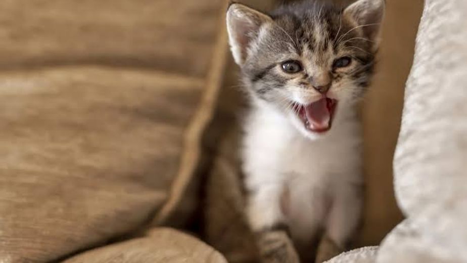 Los veterinarios expertos coinciden: los gatos que maúllan por la noche no es por miedo ni tristeza, sino que están aburridos y necesitan más actividad
