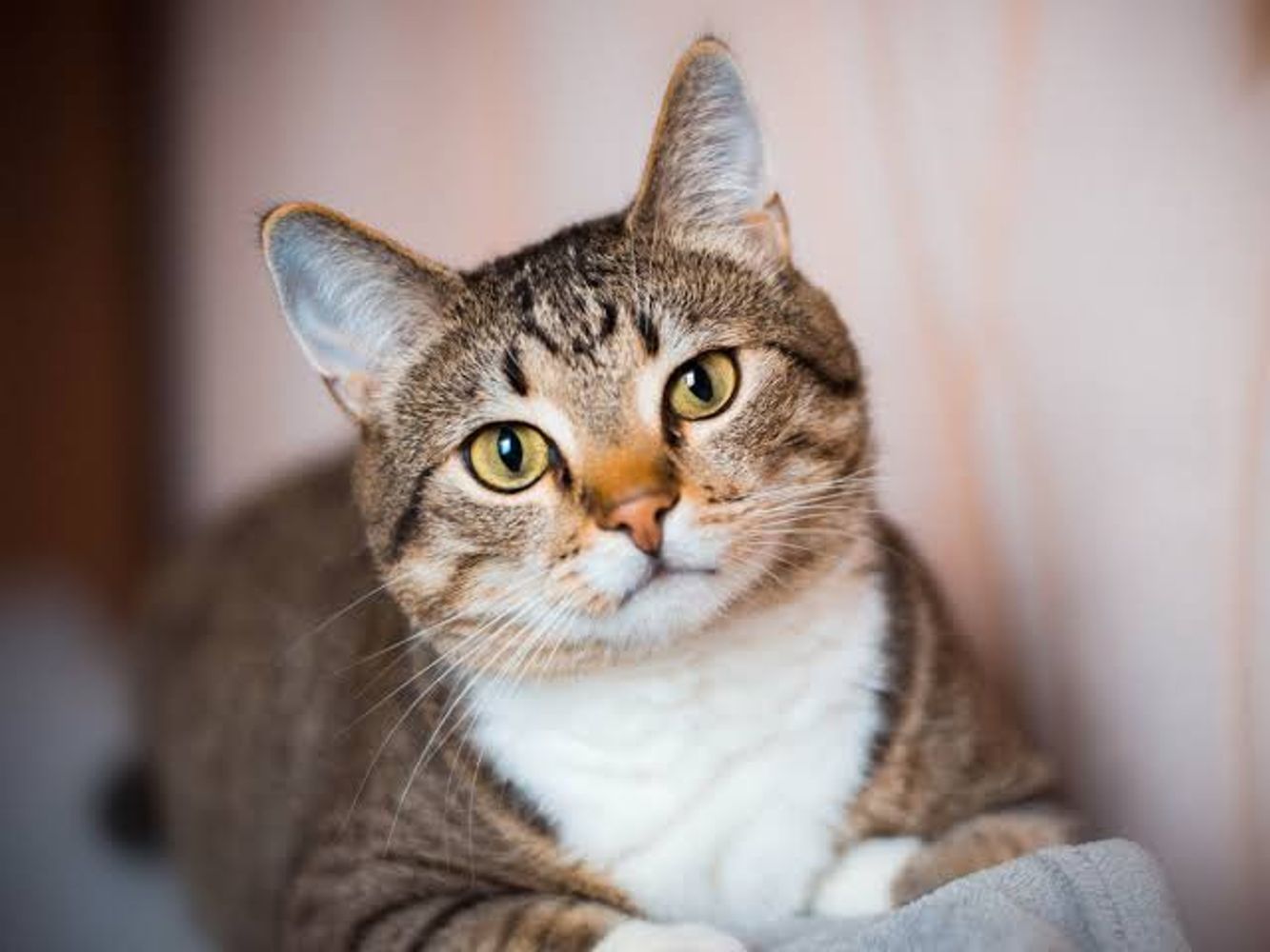 Los veterinarios expertos coinciden: los gatos que maúllan por la noche no es por miedo ni tristeza, sino que están aburridos y necesitan más actividad