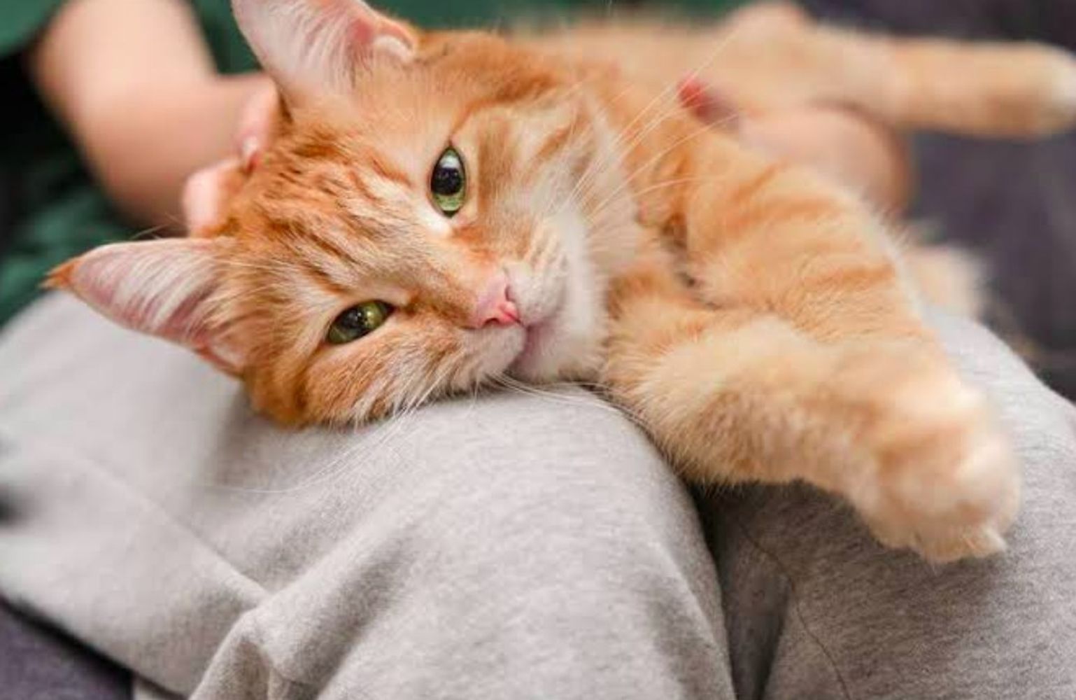 Los veterinarios expertos coinciden: los gatos que maúllan por la noche no es por miedo ni tristeza, sino que están aburridos y necesitan más actividad