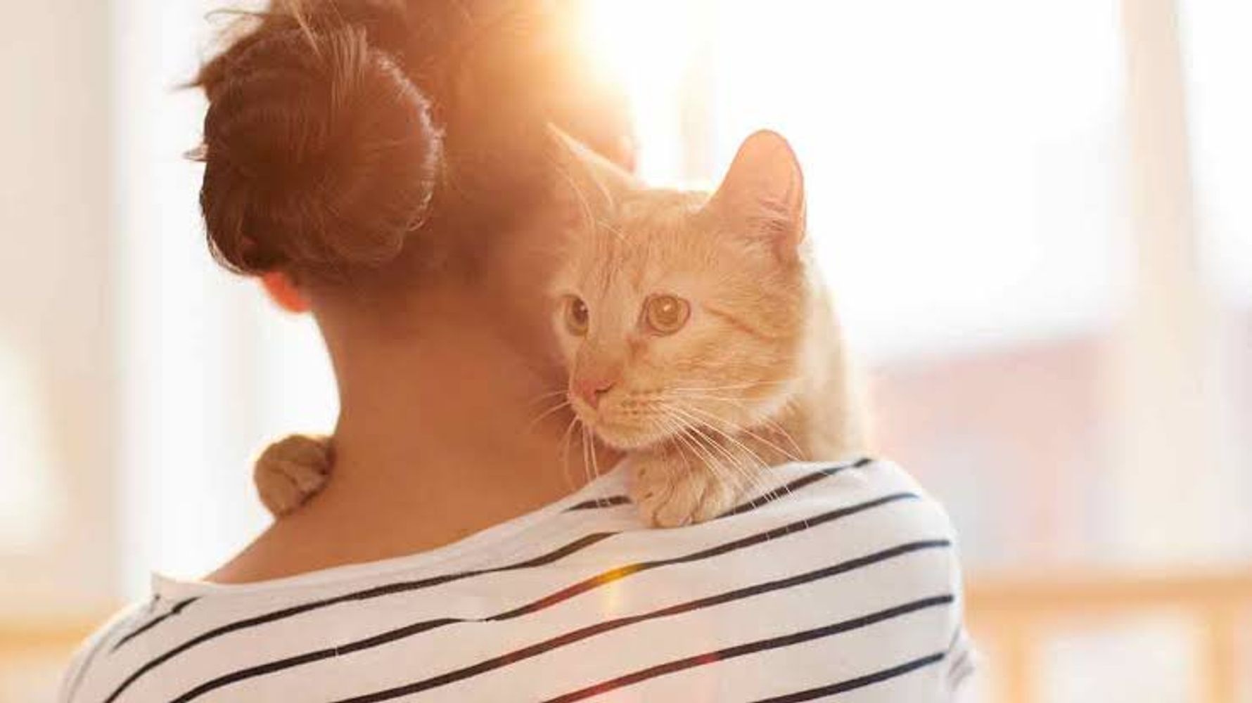 Los veterinarios coinciden: cuanto más cariño pide un gato, más apegado está a ti