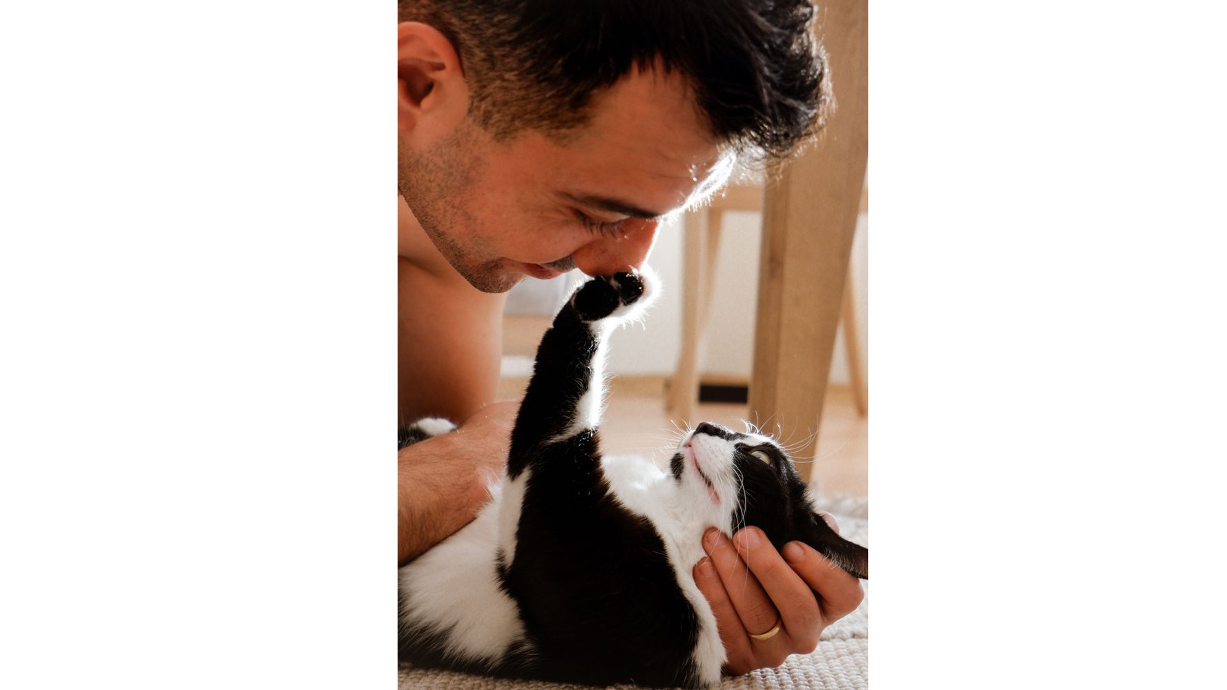 Las interacciones de los gatos.