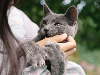Mordiscos, coletazos y orejas hacia atrás: las señales de tu gato que puedes estar confundiendo con un juego
