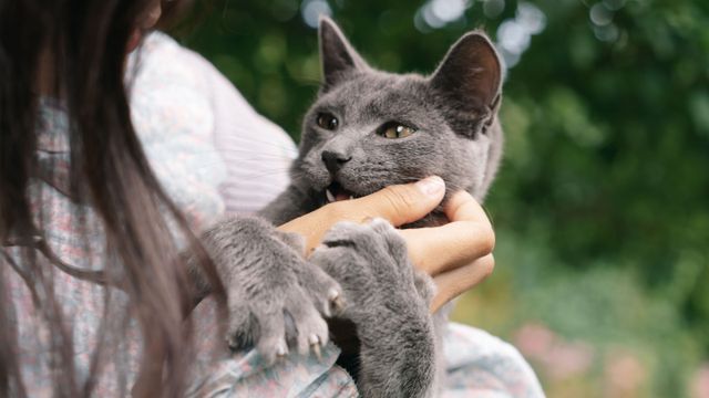 Las señales que da tu gato y crees que es juego.