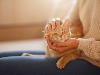 Los veterinarios coinciden: cuanto más cariño pide un gato, más apegado está a ti