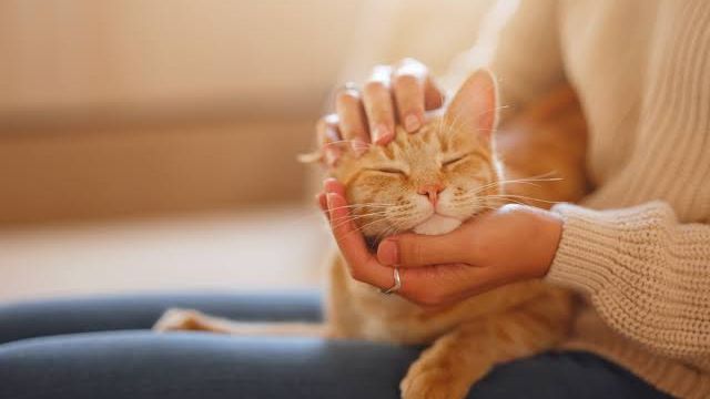 Los veterinarios coinciden: cuanto más cariño pide un gato, más apegado está a ti