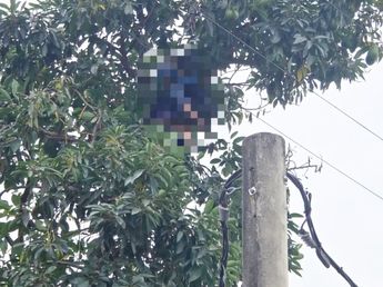 Tragedia: murió electrocutado cuando cortaba paltas