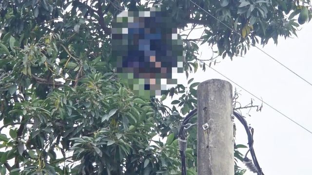 La víctima cortaba paltas de un ejemplar de gran altura cuando sufrió la descarga.
