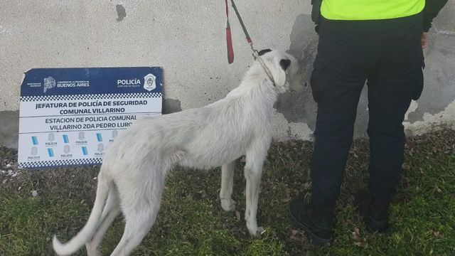 Allanaron una vivienda en Villarino por maltrato animal: rescataron a cuatro perros