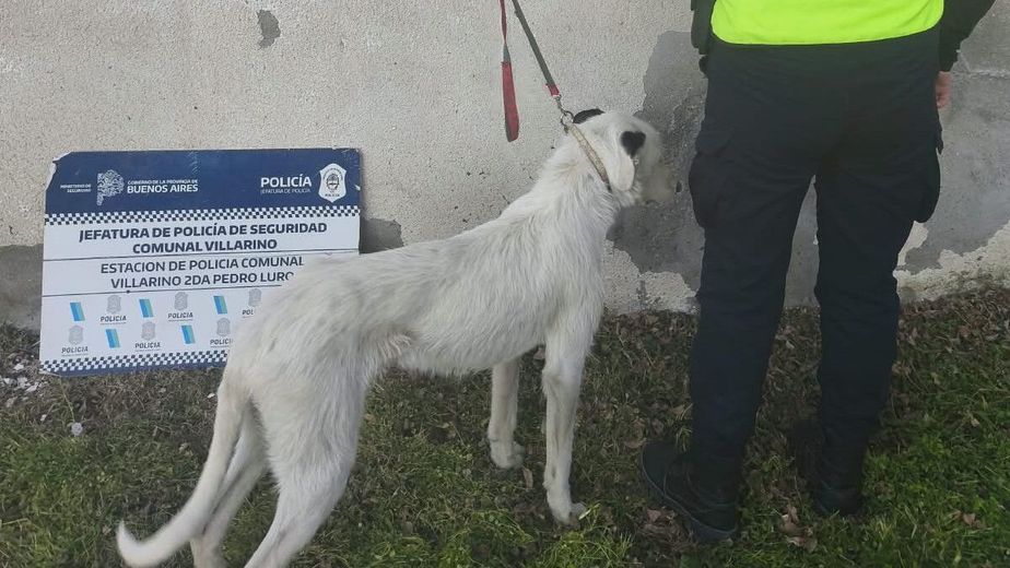 Allanaron una vivienda en Villarino por maltrato animal: rescataron a cuatro perros