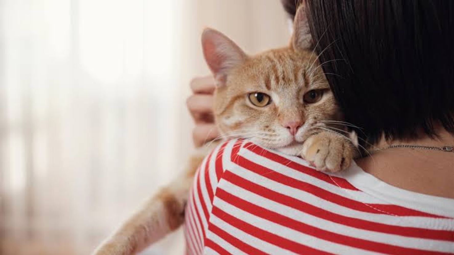 Los veterinarios coinciden: cuanto más cariño pide un gato, más apegado está a ti