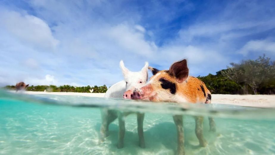 Hawái busca voluntarios para cuidar cerdos rescatados.