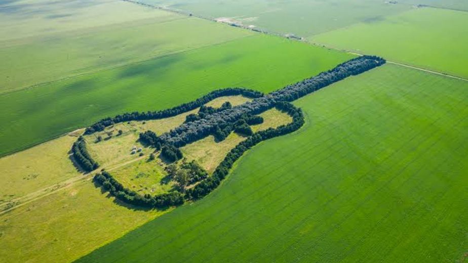 Plantó más de 7.000 árboles en Córdoba para crear una guitarra que se ve desde el espacio