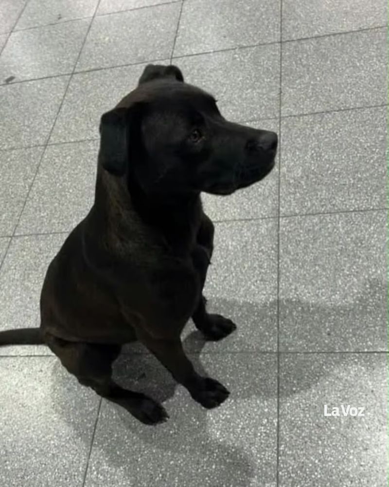 Diosito el perrito que viajó de Arroyito a Córdoba