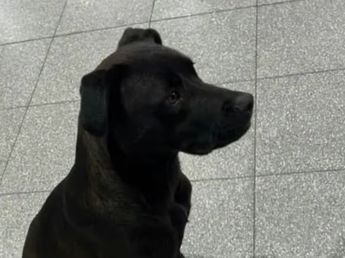 Increíble! Un perrito subió al colectivo en Arroyito y se bajó en la Terminal de Córdoba