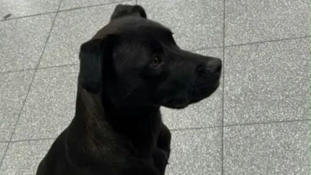 Diosito el perrito que viajó de Arroyito a Córdoba