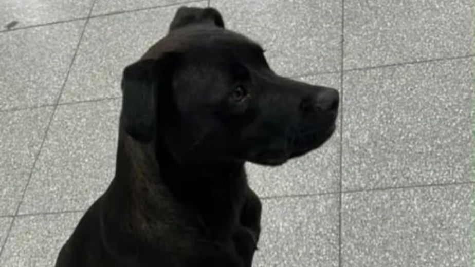 Diosito el perrito que viajó de Arroyito a Córdoba
