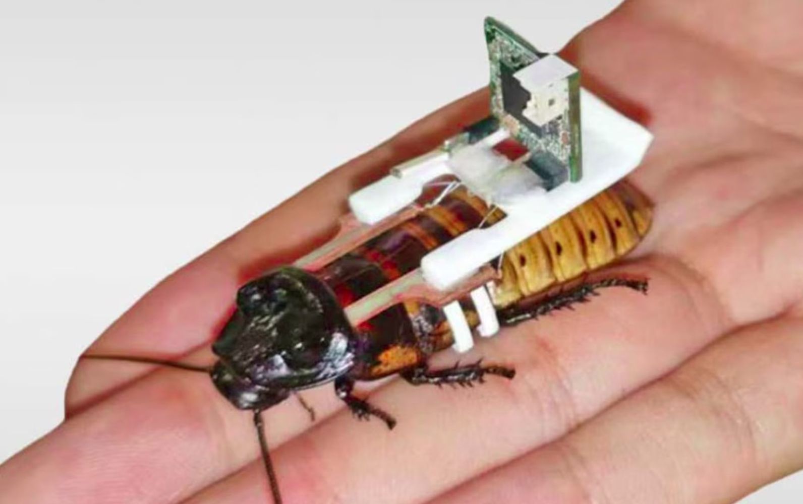 Estas cucarachas gigantes controladas por control remoto y armadas con jeringuillas podrían salvarte la vida