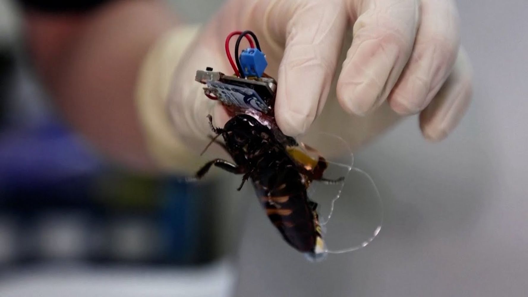 Estas cucarachas gigantes controladas por control remoto y armadas con jeringuillas podrían salvarte la vida