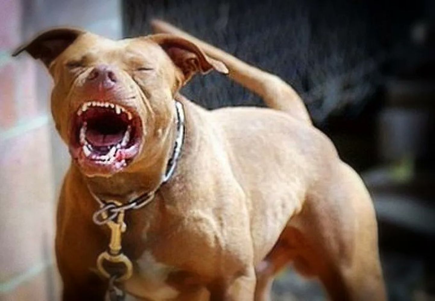 Perro de raza pitbull.