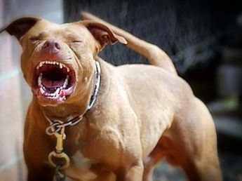 Habló una vecina atacada por el pitbull en Villa Allende: “Le estaba comiendo el hueso”