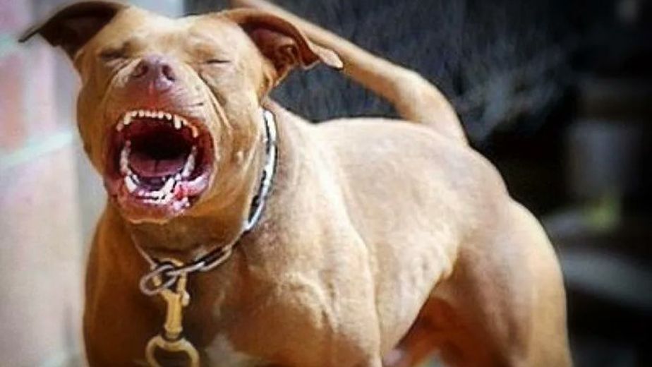Habló una vecina atacada por el pitbull en Villa Allende: “Le estaba comiendo el hueso”