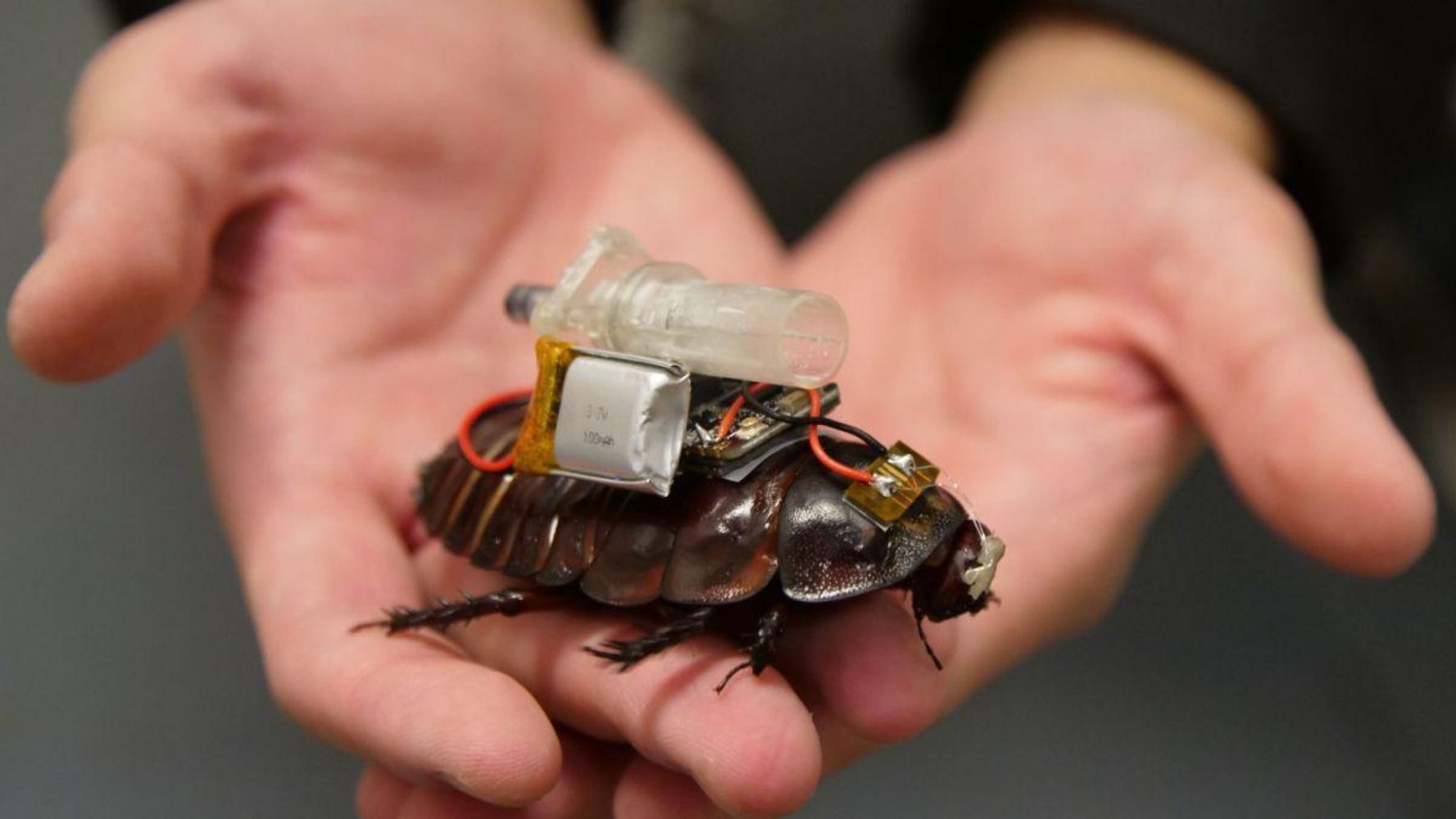 Estas cucarachas gigantes controladas por control remoto y armadas con jeringuillas podrían salvarte la vida