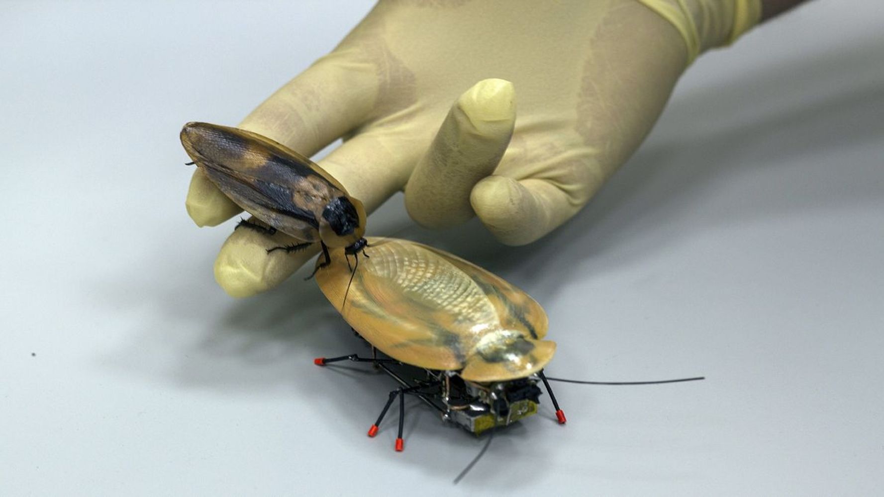 Estas cucarachas gigantes controladas por control remoto y armadas con jeringuillas podrían salvarte la vida