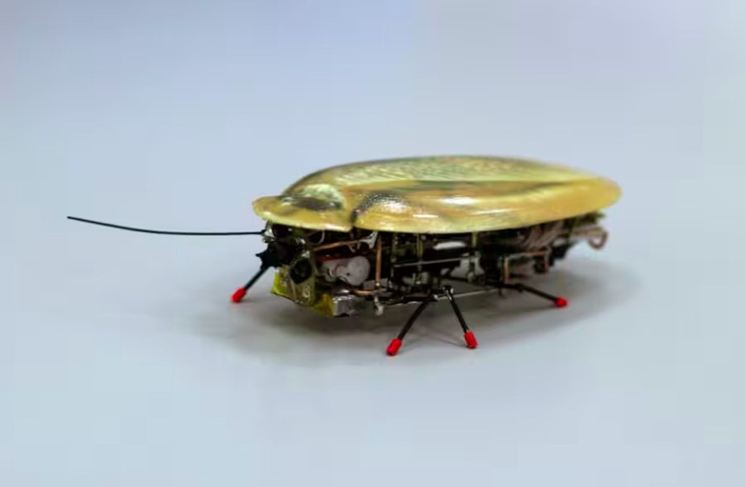 Estas cucarachas gigantes controladas por control remoto y armadas con jeringuillas podrían salvarte la vida