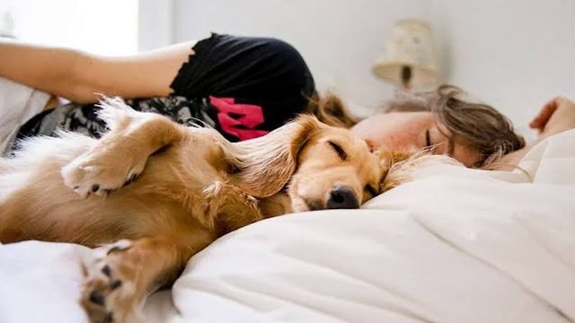 Sandra Mitchell, veterinaria: "No hay una respuesta corta y simple sobre dormir con tu perro en la misma cama. Es un quizá, una respuesta más complicada de lo que parece"