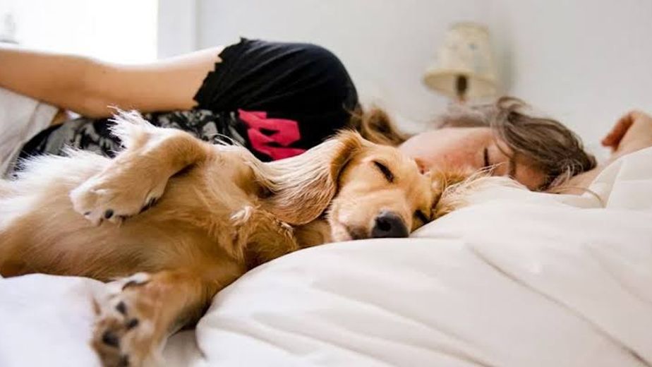 Sandra Mitchell, veterinaria: "No hay una respuesta corta y simple sobre dormir con tu perro en la misma cama. Es un quizá, una respuesta más complicada de lo que parece"
