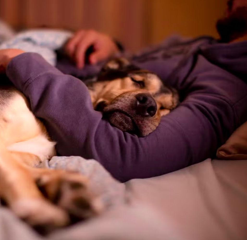 Sandra Mitchell, veterinaria: "No hay una respuesta corta y simple sobre dormir con tu perro en la misma cama. Es un quizá, una respuesta más complicada de lo que parece"