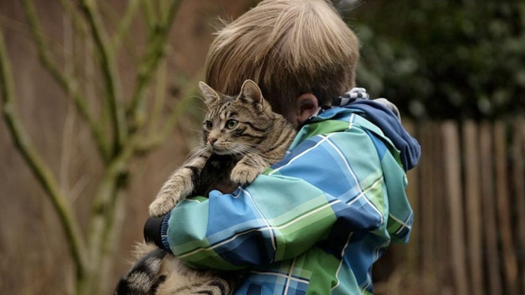 Los veterinarios advierten: las personas que besan a sus gatos en exceso están alterando las rutinas de su mascota