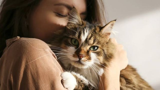 Los veterinarios advierten: las personas que besan a sus gatos en exceso están alterando las rutinas de su mascota