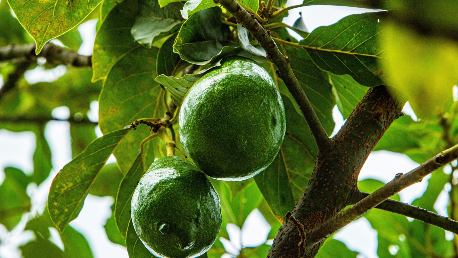 Cómo mantener un árbol de palta.