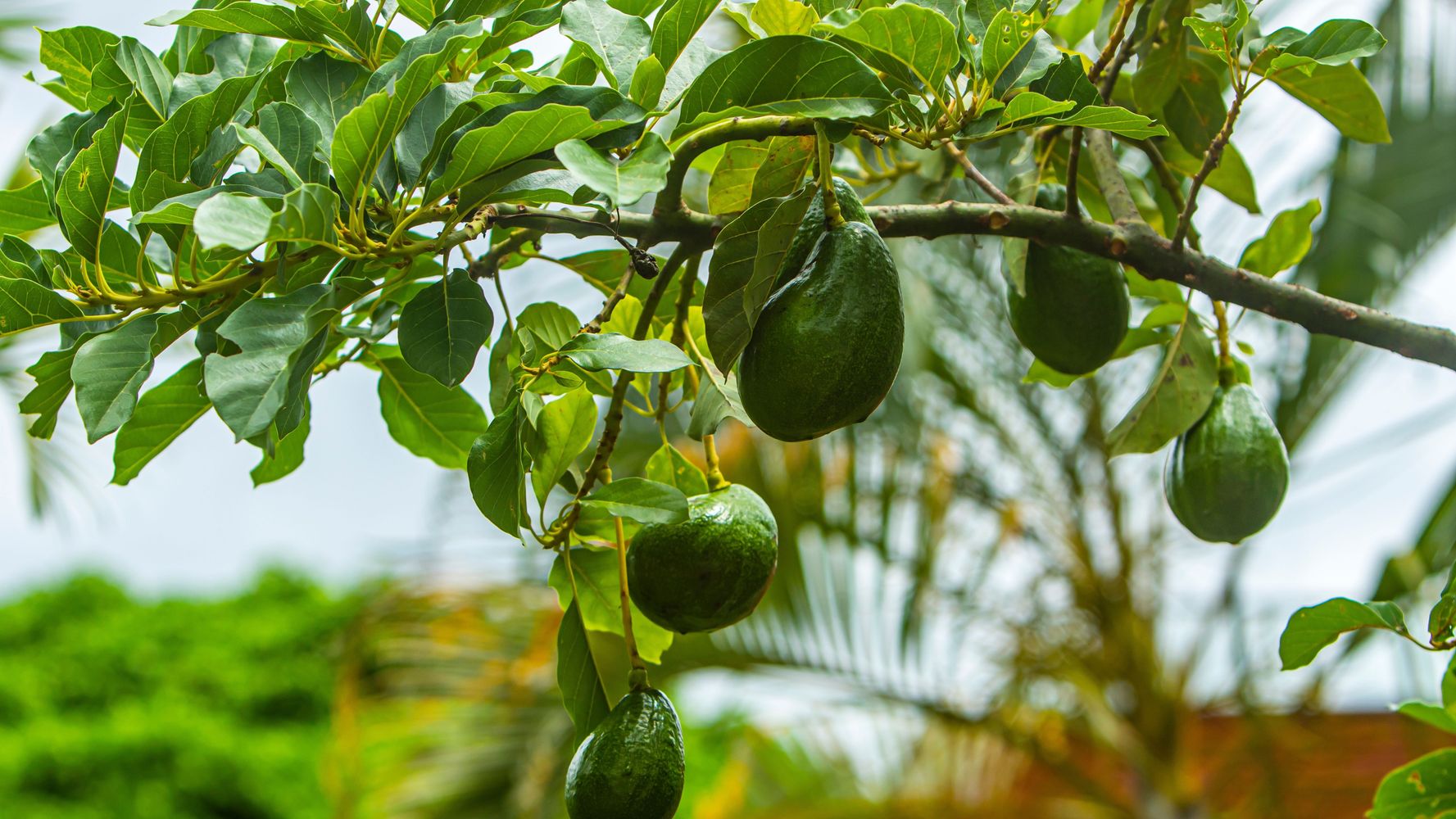 Árbol de palta.