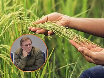 El Arroz entrerriano busca un sello propio para ganar valor y abrir nuevos mercados