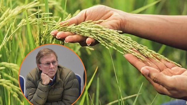 Arroz. Agroeconomía.