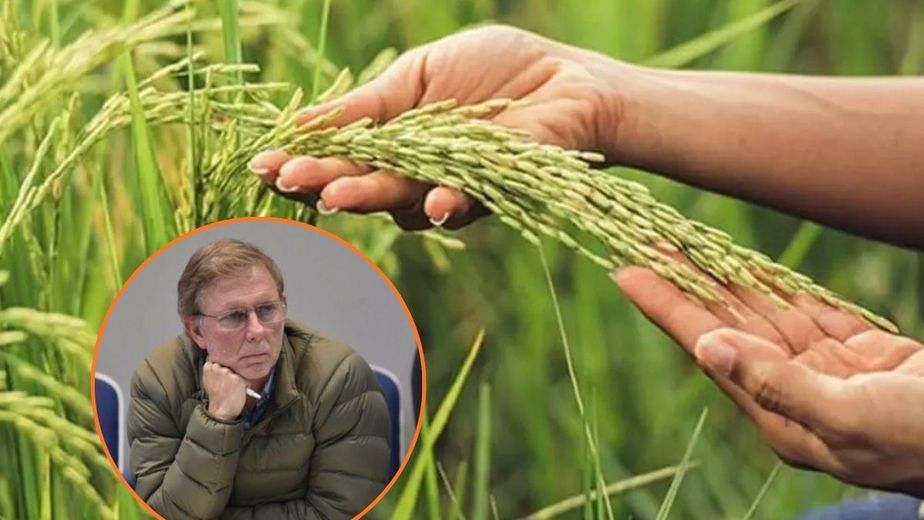 Arroz. Agroeconomía.