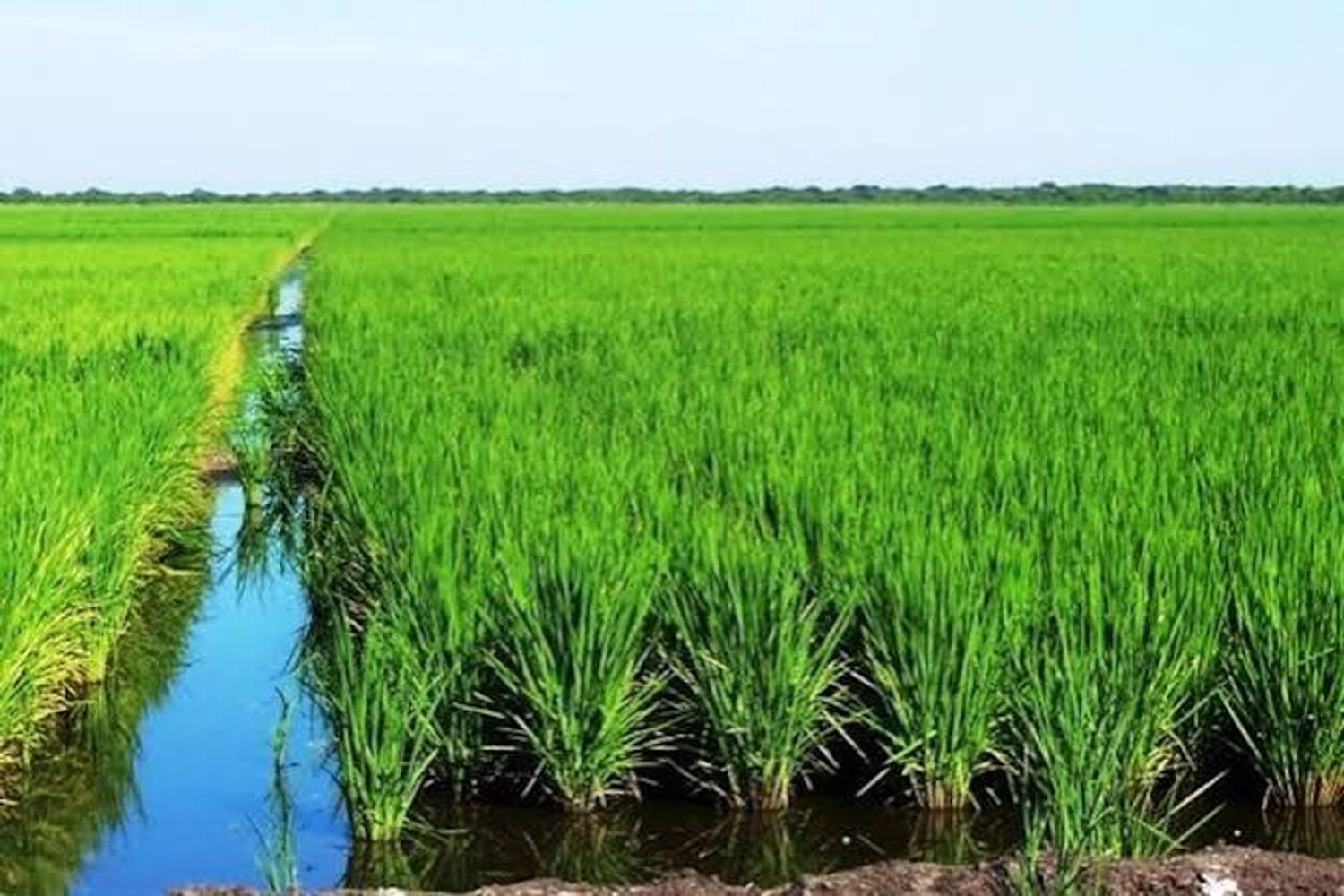 Cosecha de arroz. Foto TN.