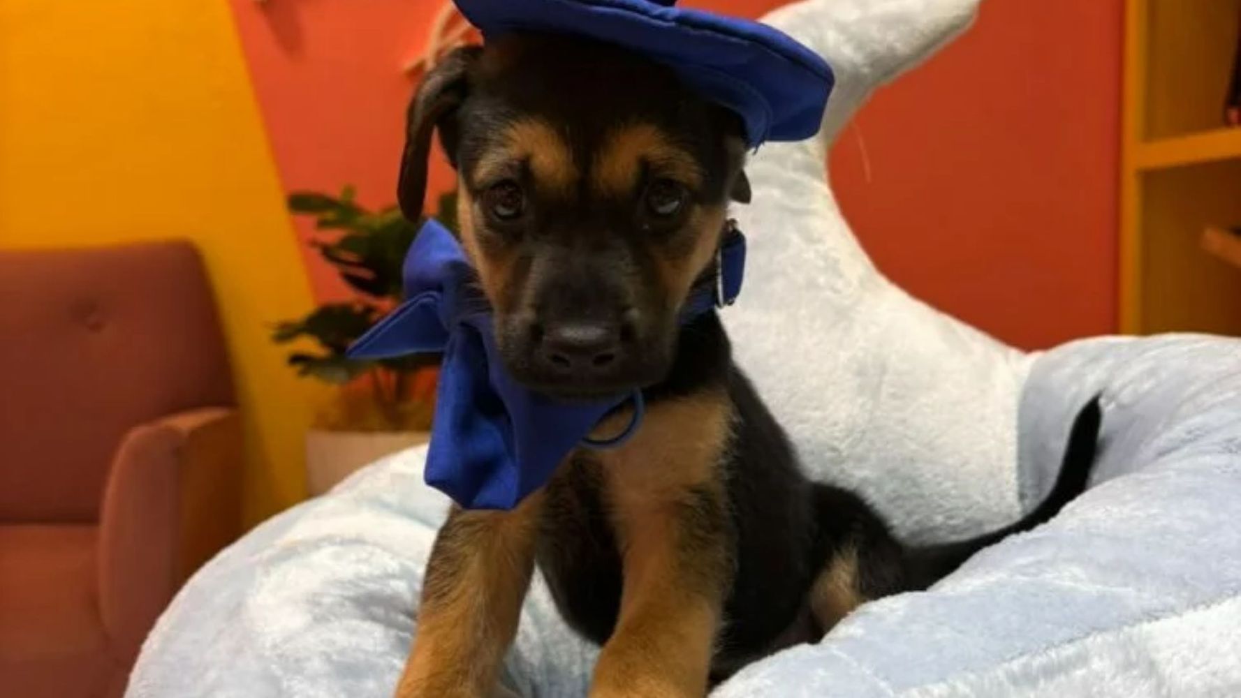 Un local de Córdoba organiza cumpleaños para perros.