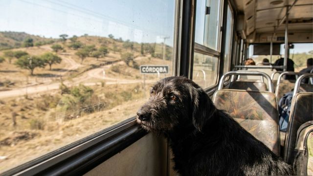 La historia del perro que viajó más de 100 kilómetros en colectivo y volvió a casa gracias a un red solidaria en Córdoba.