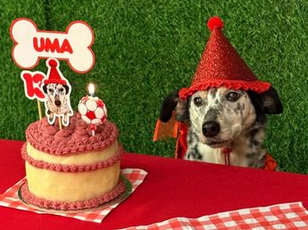 Cumpleaños para perros en Córdoba: cómo es y qué incluye el servicio de fiestas para mascotas