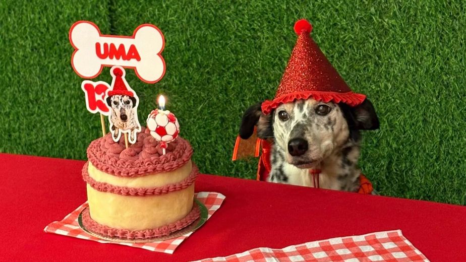 Cumpleaños para perros en Córdoba: cómo es y qué incluye el servicio de fiestas para mascotas