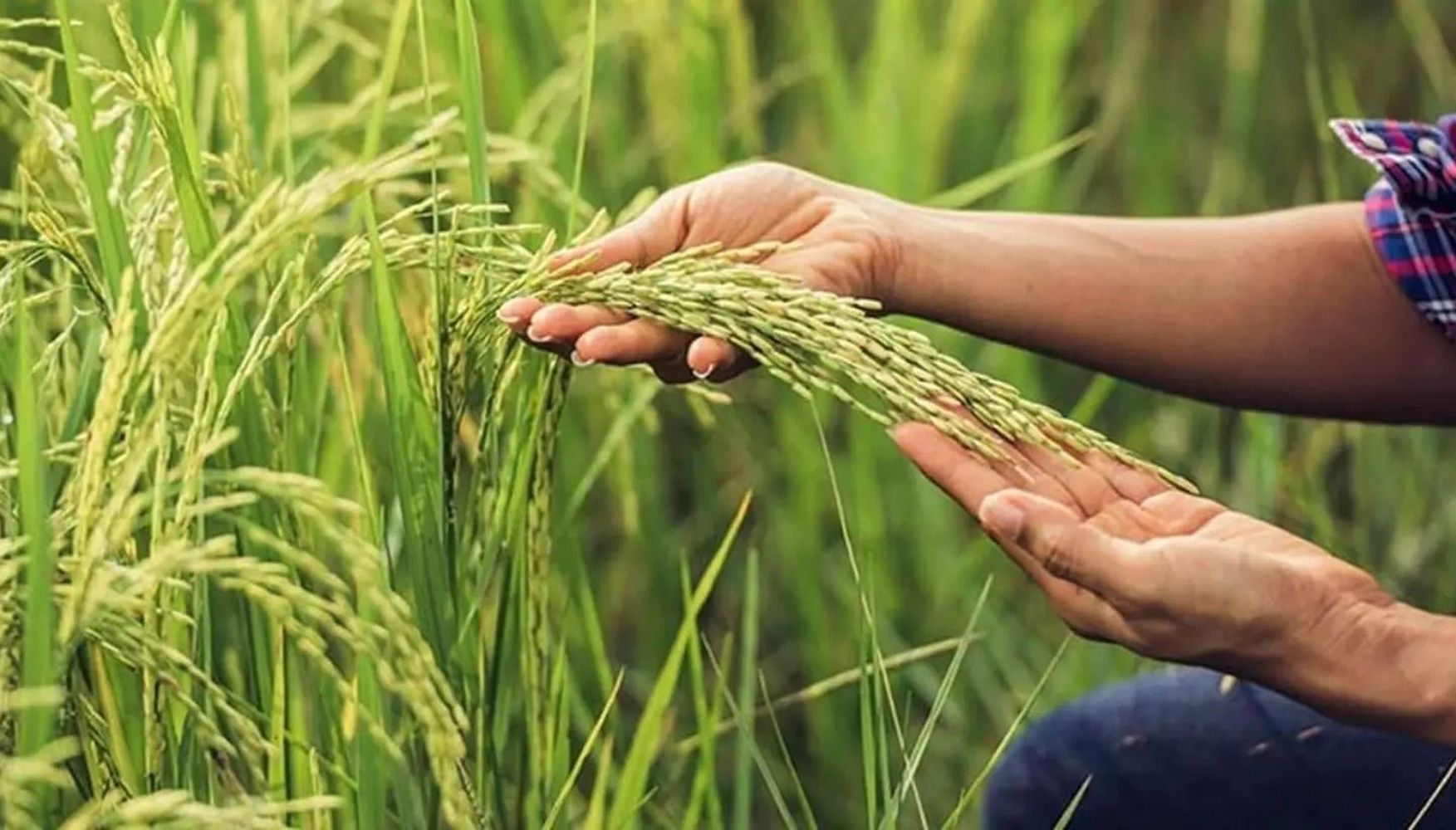 Arroz. Agroeconomía.