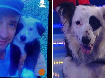 La conmovedora historia de Jack, el perro de Gustavo Cerati que trabajó como apoyo emocional y murió de lo mismo que su dueño