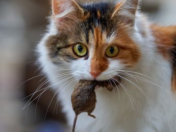 Por qué tu gato te deja animales muertos en la cama, según la explicación de un médico veterinario