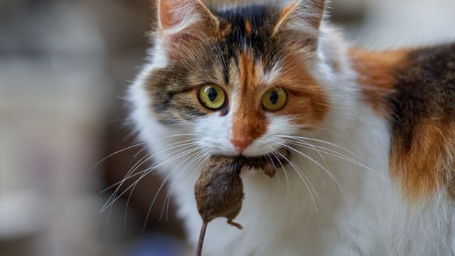 Qué significa que tu gato deje sus presas como "ofrenda".