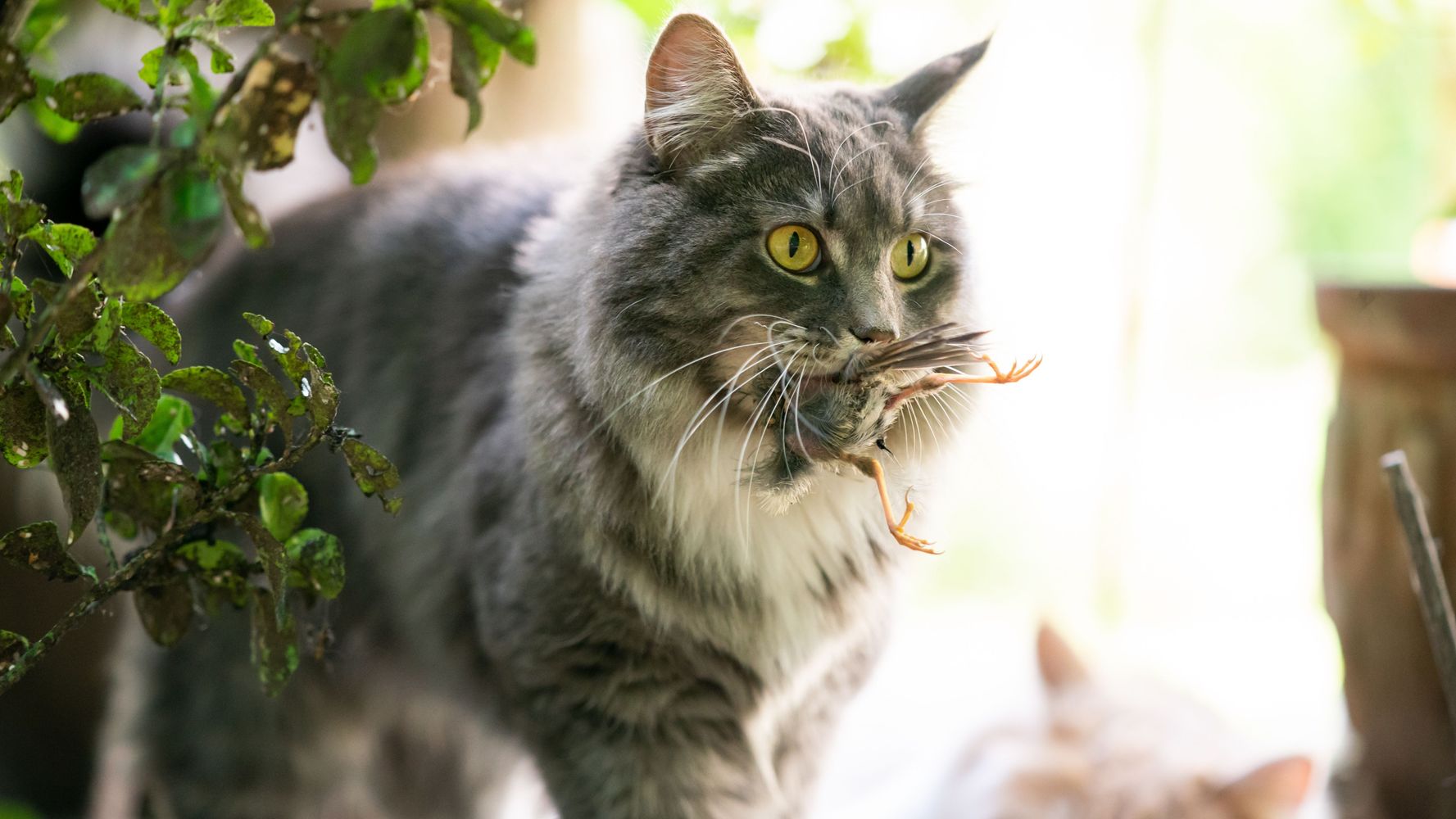El instinto cazador de los gatos.